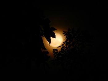 Close-up of silhouette tree against sky at night