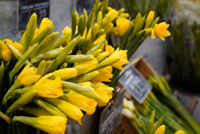 Close-up of yellow flowering plants at market