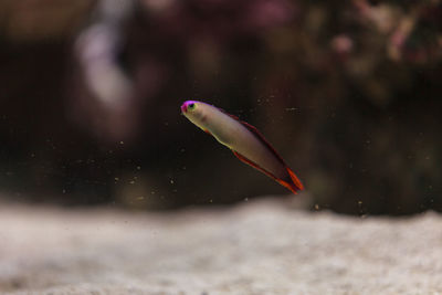 Close-up of fish swimming in sea