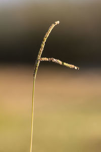 Close-up of plant against blurred background