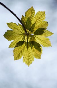 Low angle view of leaves against sky