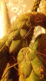 Close-up of insect on leaf