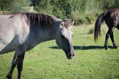Horses in a field