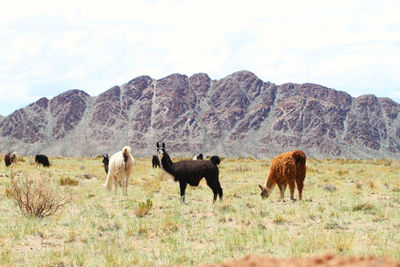 Horses on field against sky