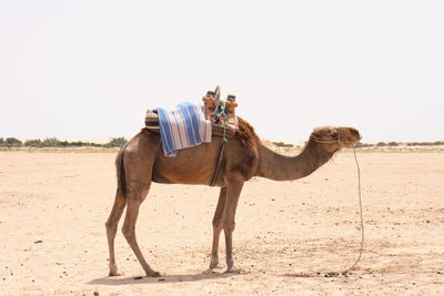 View of horse on sand