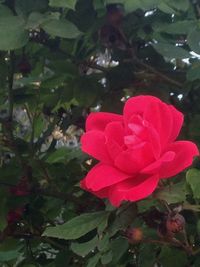 Close-up of red rose blooming outdoors