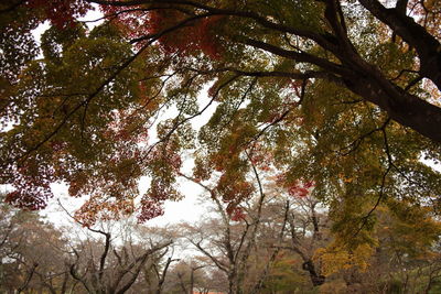 Low angle view of trees in forest during autumn