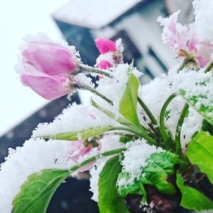 Close-up of pink flowers in snow