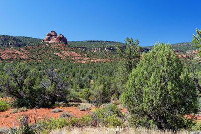 Plants growing on rocks against clear blue sky