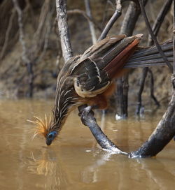 Bizarre colorful hoatzin opisthocomus hoazin with reflection drinking water, bolivia.