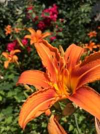 Close-up of day lily blooming outdoors