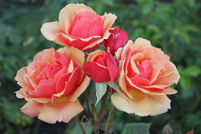 Close-up of roses blooming outdoors