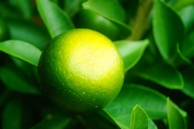 Close-up of lemon growing on tree