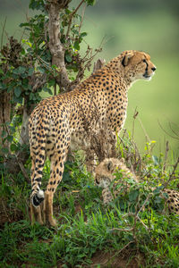 View of a cat on land