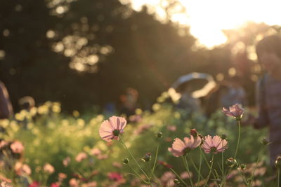 flowering plant