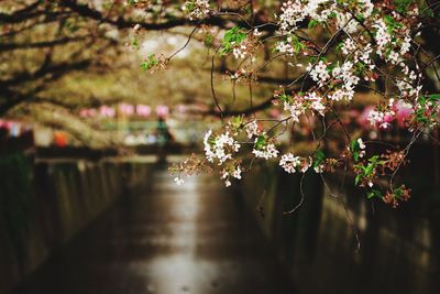 View of cherry blossom tree