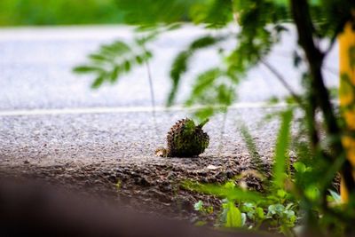 Close-up of a turtle in the water