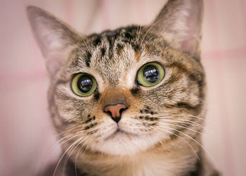 Close-up portrait of a tabby kitten female cat