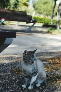 View of cat sitting on footpath