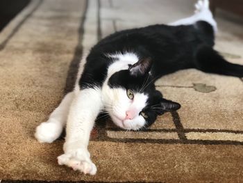 Close-up portrait of cat