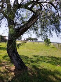 Scenic view of tree on field