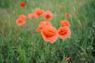 Close-up of orange poppy on field