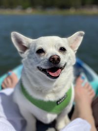 Close-up portrait of dog sticking out tongue outdoors