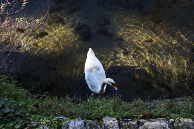 High angle view of swan on rock by lake
