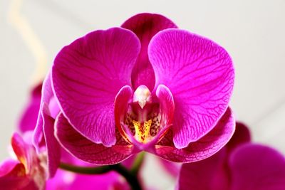 Close-up of pink orchids