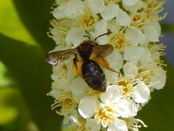 Close-up of white flowers