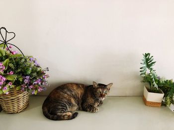 Cat sitting on potted plant