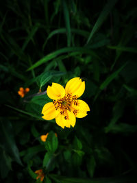 Close-up of yellow cosmos flower blooming outdoors