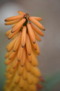 Close-up of orange flower