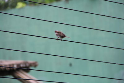 Low angle view of bird perching on cable