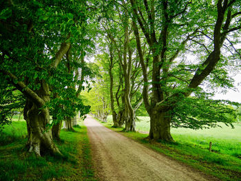 Narrow pathway along trees
