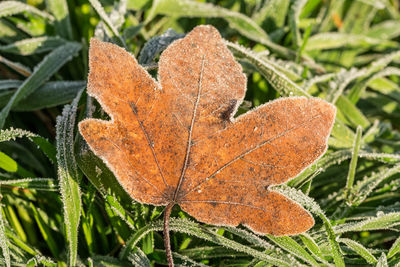 Close-up of orange leaves on field