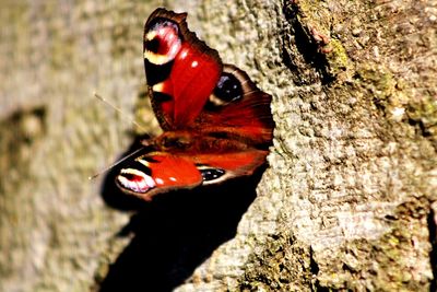 Close-up of butterfly on rock