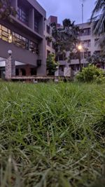Surface level of grass on field against buildings at night