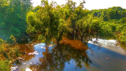 Scenic view of lake in forest against sky