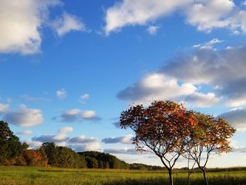 Tree on field against sky