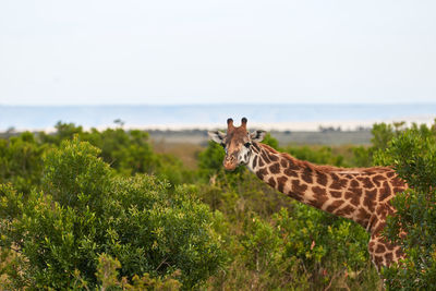 View of giraffe on land against clear sky