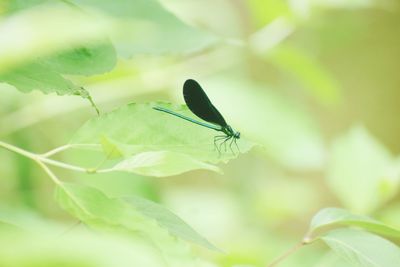 Close-up of insect on leaf