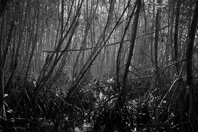 Trees in forest
