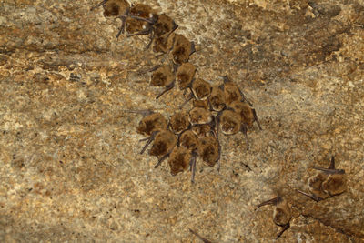 High angle view of lizard on land