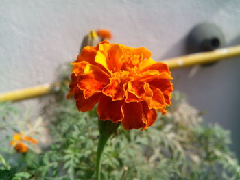 Close-up of marigold blooming outdoors