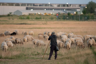 Full length of a sheep in a field