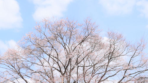 Low angle view of bare tree against sky