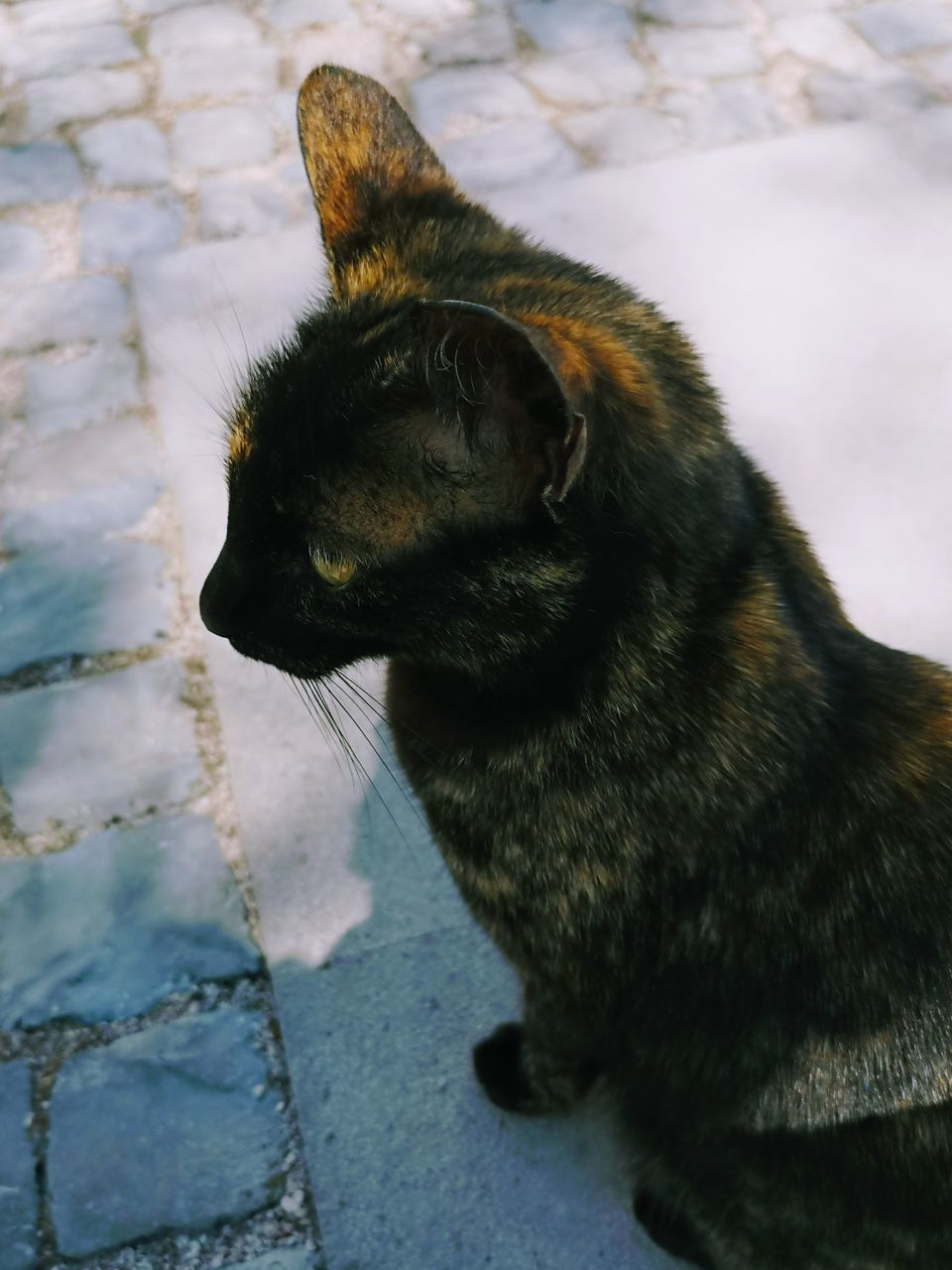 CLOSE-UP OF A CAT LOOKING AWAY