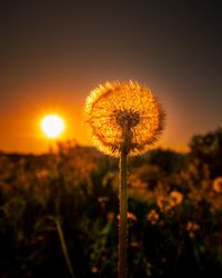 Close-up of dandelion flower on field against sky during sunset