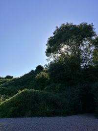 Scenic view of trees against clear sky